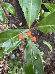 Pittosporum pentandrum