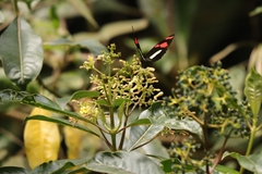 Heliconius telesiphe