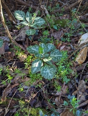 Pachysandra procumbens