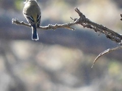 Empidonax fulvifrons