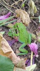 Gastrotheca riobambae