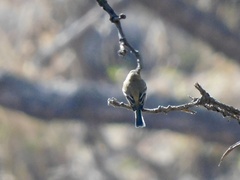 Empidonax fulvifrons