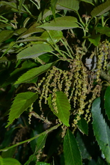 Quercus stenophylloides