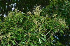 Lithocarpus hancei