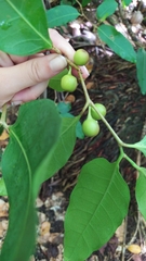 Ficus tinctoria