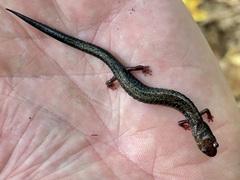Plethodon richmondi