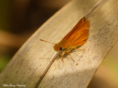 Corticea immocerinus