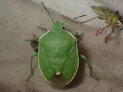 Chlorochroa persimilis