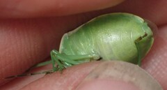 Chlorochroa persimilis