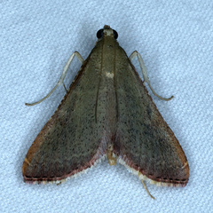 Endotricha ignealis