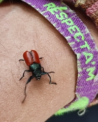 Labidostomis