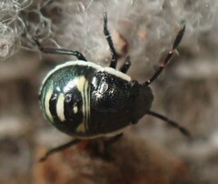 Chlorochroa persimilis