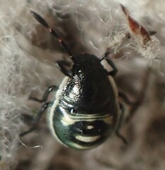 Chlorochroa persimilis