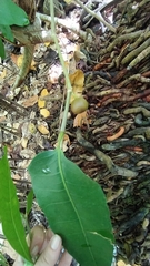 Ficus tinctoria