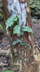 Arthropteris palisotii
