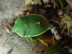Chlorochroa persimilis