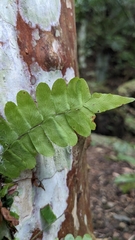 Arthropteris palisotii