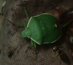 Chlorochroa persimilis