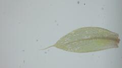 Brachymenium nepalense