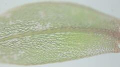 Brachymenium nepalense