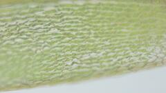 Brachymenium nepalense