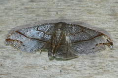 Saccoploca hendida
