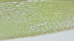 Brachymenium nepalense