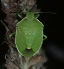 Chlorochroa persimilis