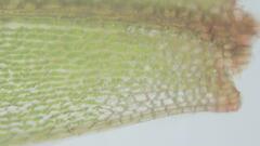 Brachymenium nepalense