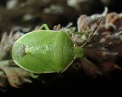 Chlorochroa persimilis