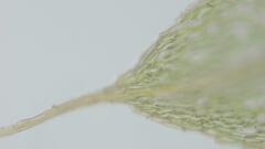 Brachymenium nepalense