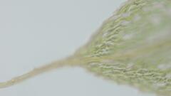 Brachymenium nepalense