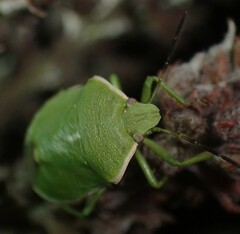 Chlorochroa persimilis