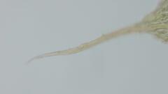 Brachymenium nepalense