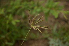 Eustachys retusa