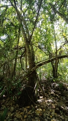 Ficus tinctoria