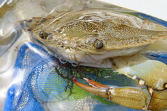 Callinectes sapidus