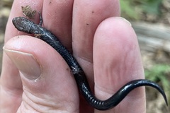 Plethodon richmondi