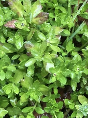 Centipeda elatinoides