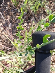 Genista monspessulana