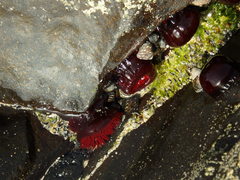 Actinia tabella