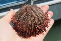 Lytechinus variegatus