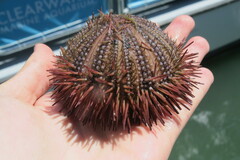 Lytechinus variegatus