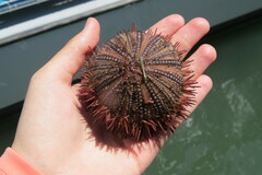 Lytechinus variegatus