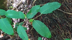 Ficus tinctoria