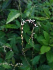 Petiveria alliacea
