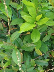 Petiveria alliacea
