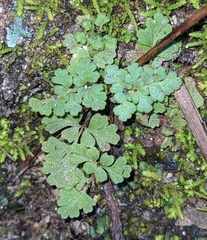 Myriopteris fendleri