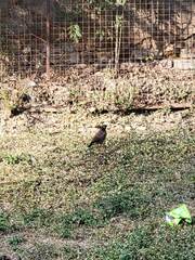 Acridotheres tristis