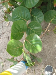 Coccoloba uvifera